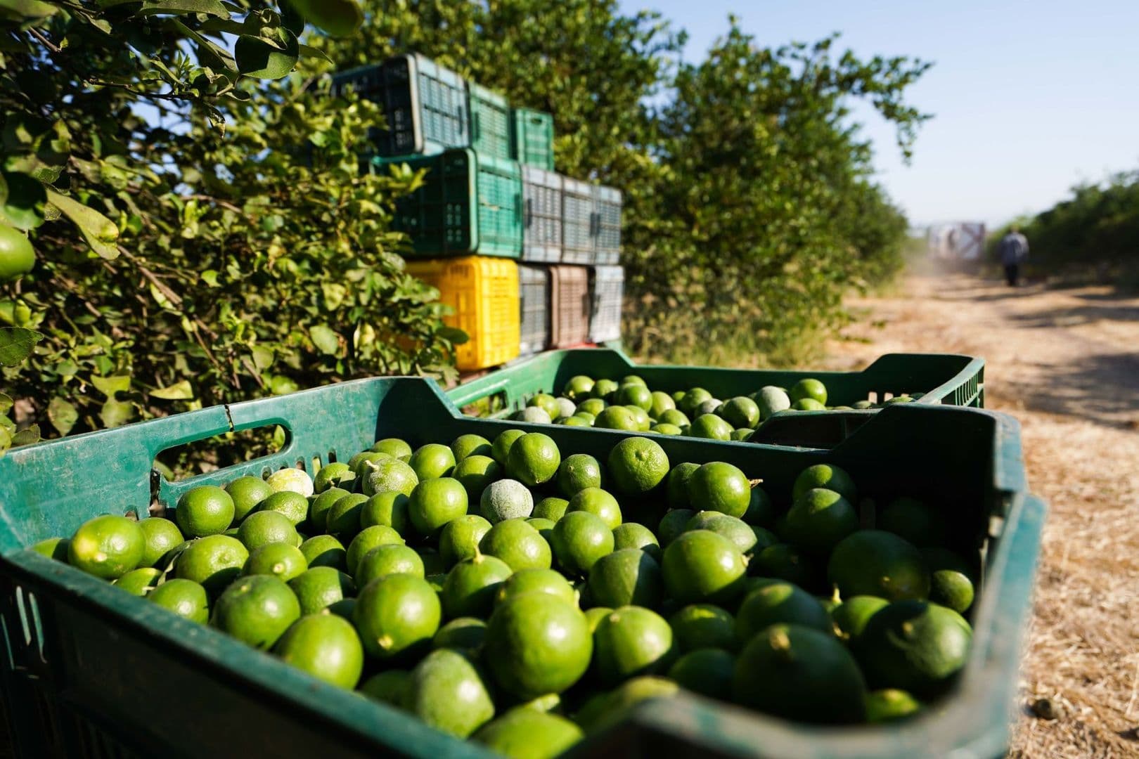 Limón y cebolla también registran alzas durante septiembre.