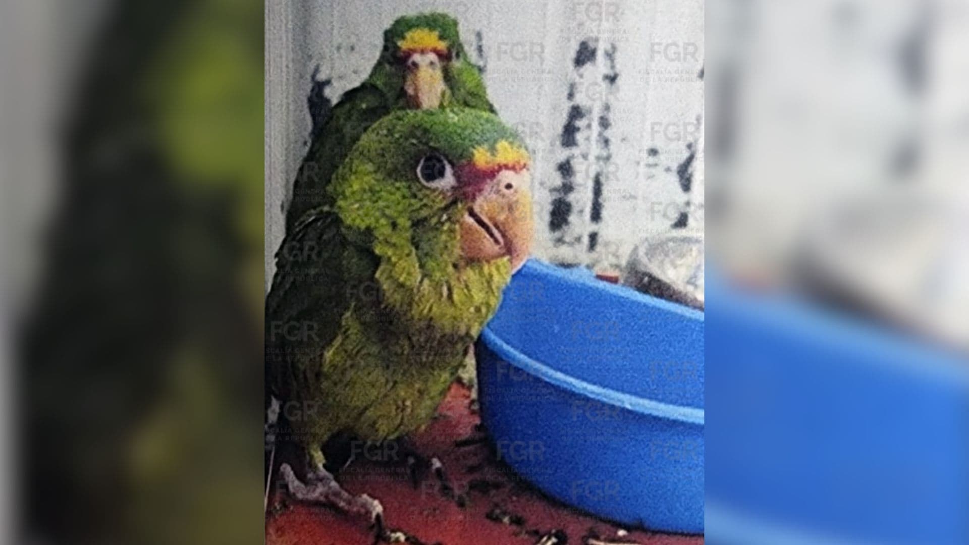 Loro en peligro de extinción