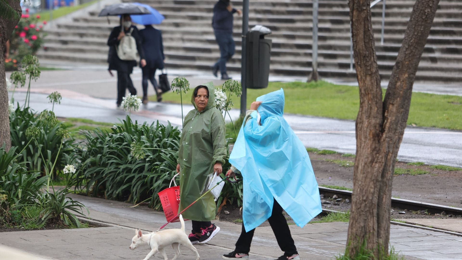 Ciudadanos se protegen de las lluvias con paraguas en Polanco, CDMX, el 9 de junio 2026. Foto: Cuartoscuro | Archivo