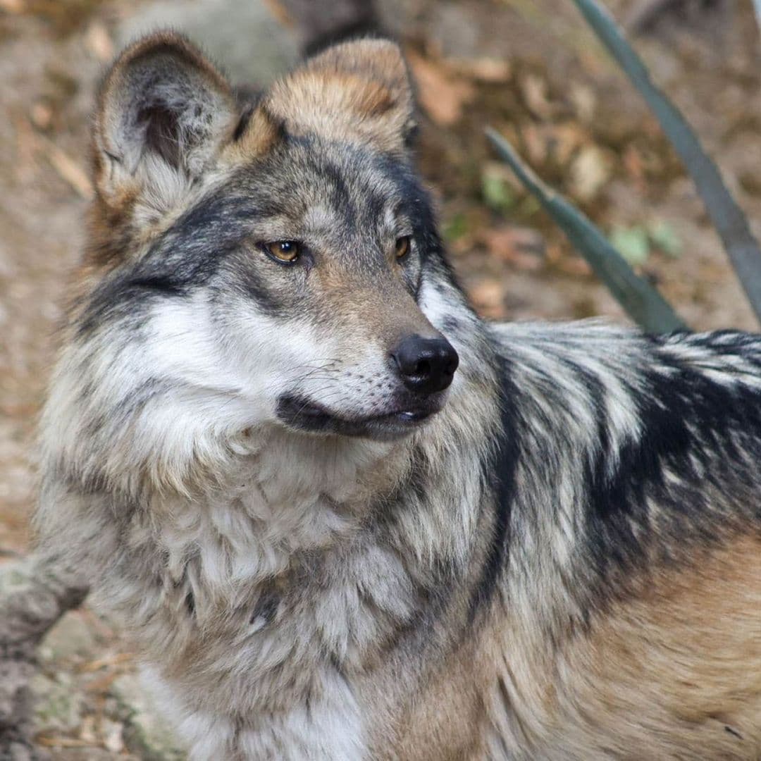 Ejemplar de lobo mexicano