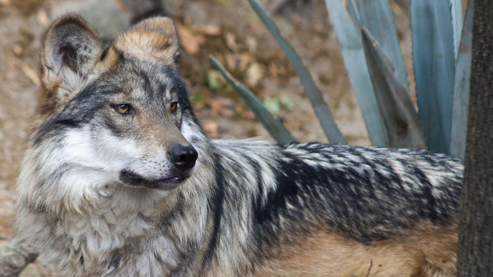 Ejemplar de lobo mexicano