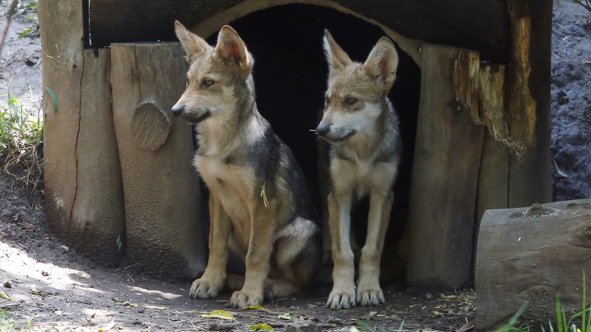 Cachorros de lobo mexicano en el Zoológico de Los Coyotes, en la CDMX