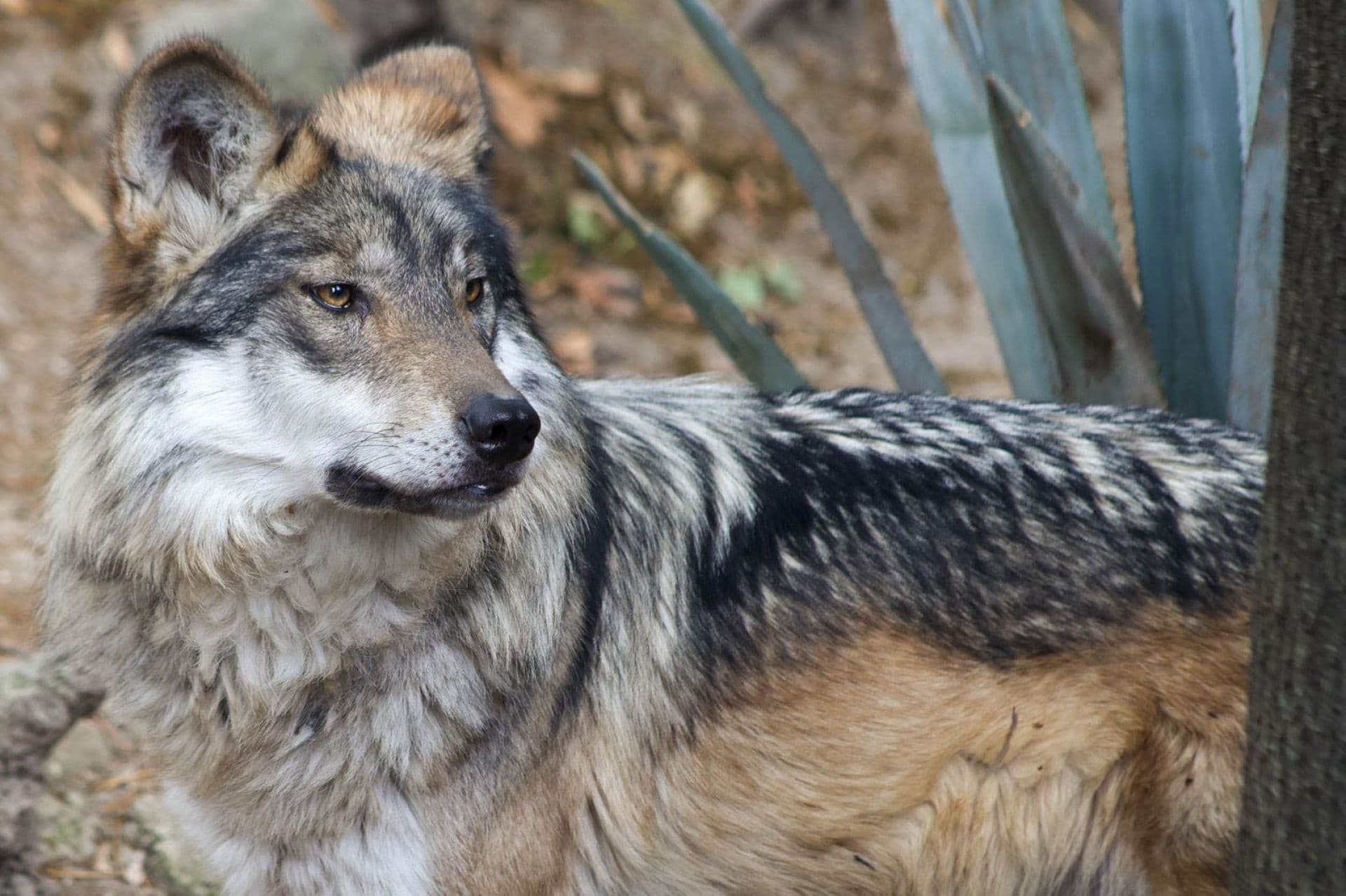 Santuario Advierte Retroceso de 50 Años en Cuidado del Lobo Mexicano por Orden de Trump