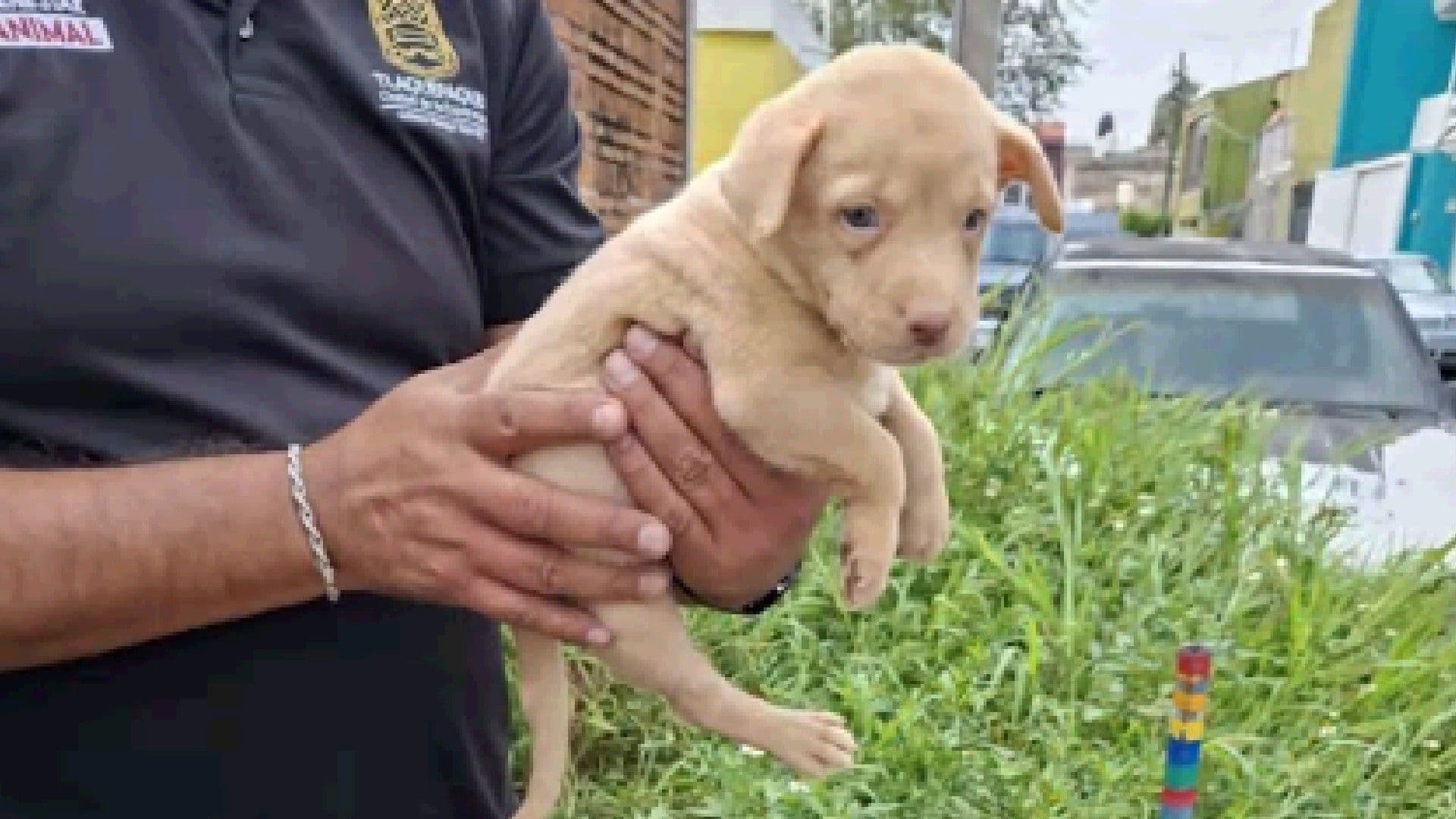 Perrito