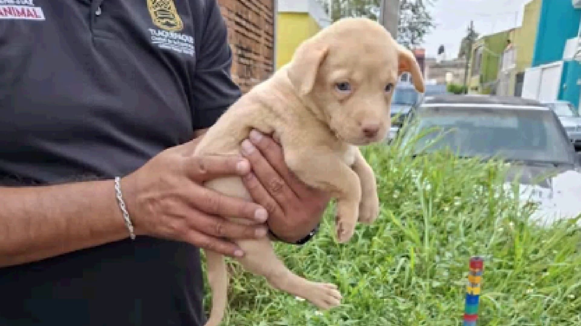Perrito