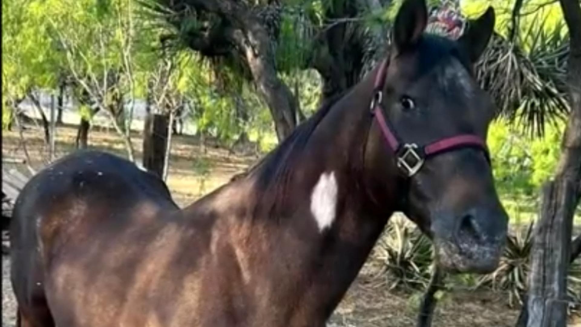 Autoridades Localizan a Caballo “Prieto" en García
