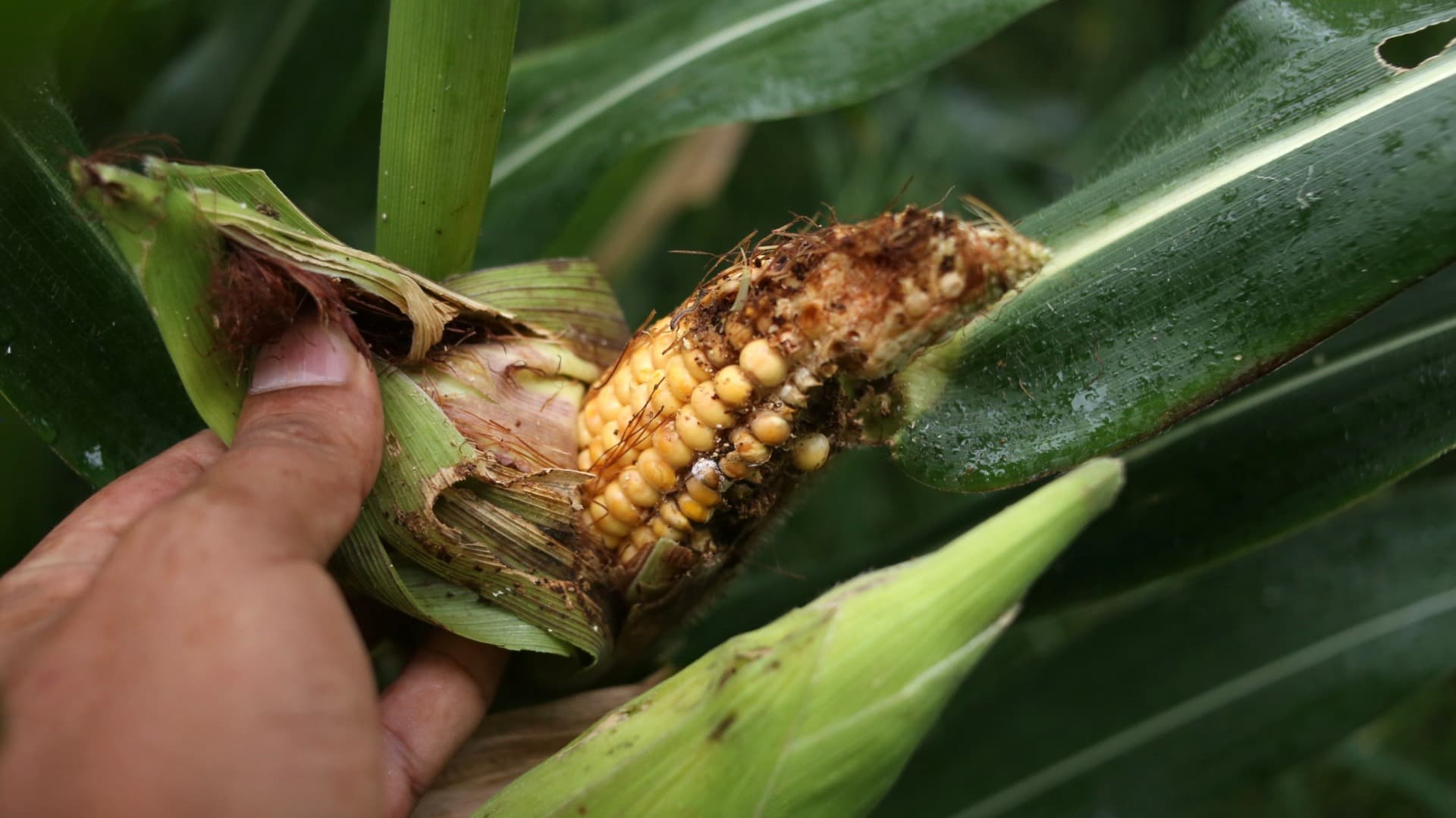 Mazorca de elote afectada por el gusano cogollero en Morelos, en septiembre 2026. Foto: Cuartoscuro