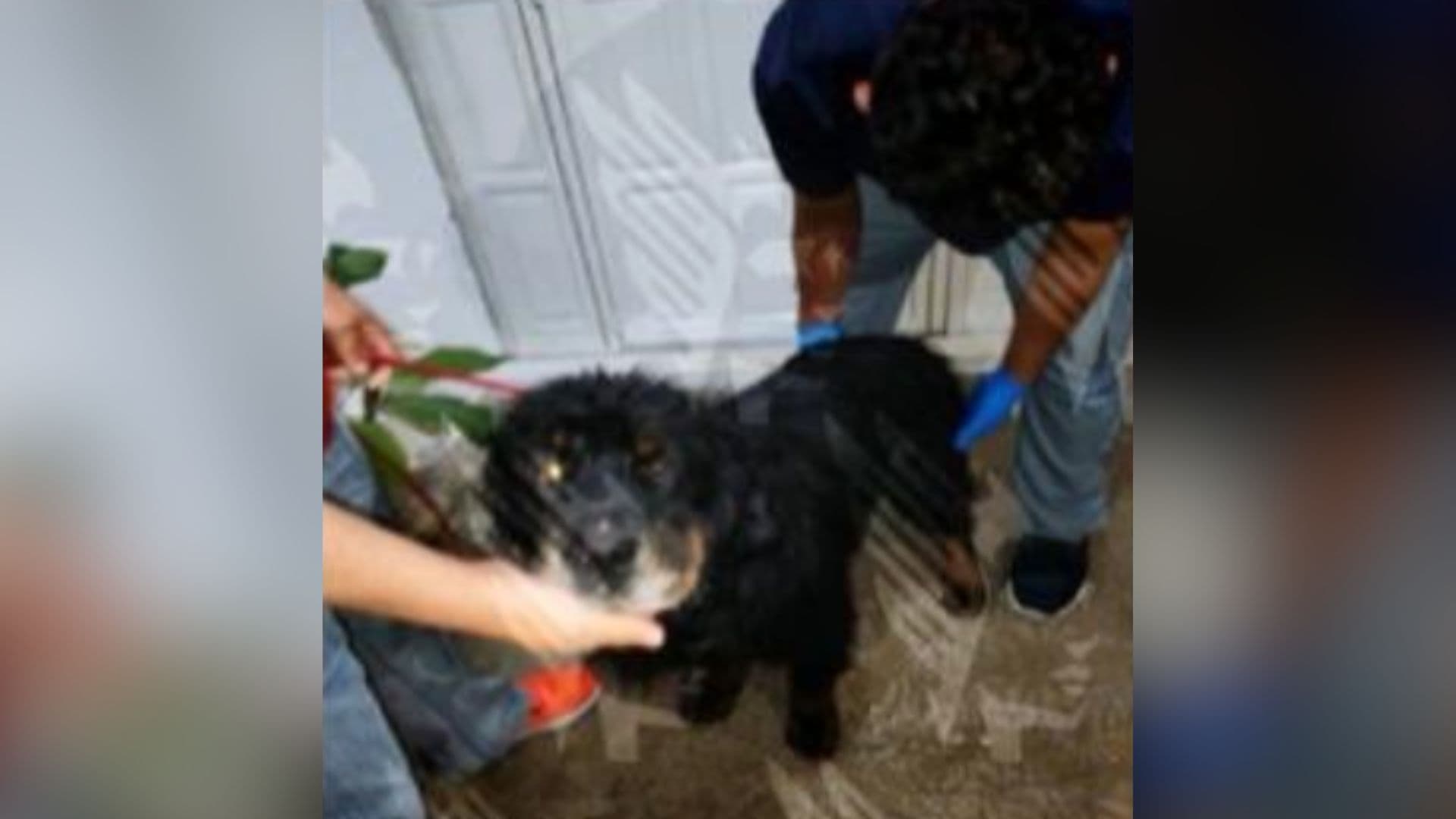 Vinculación a Proceso Esdras N Maltrato Animal Siete Perros Ignacio Romero Vargas Puebla