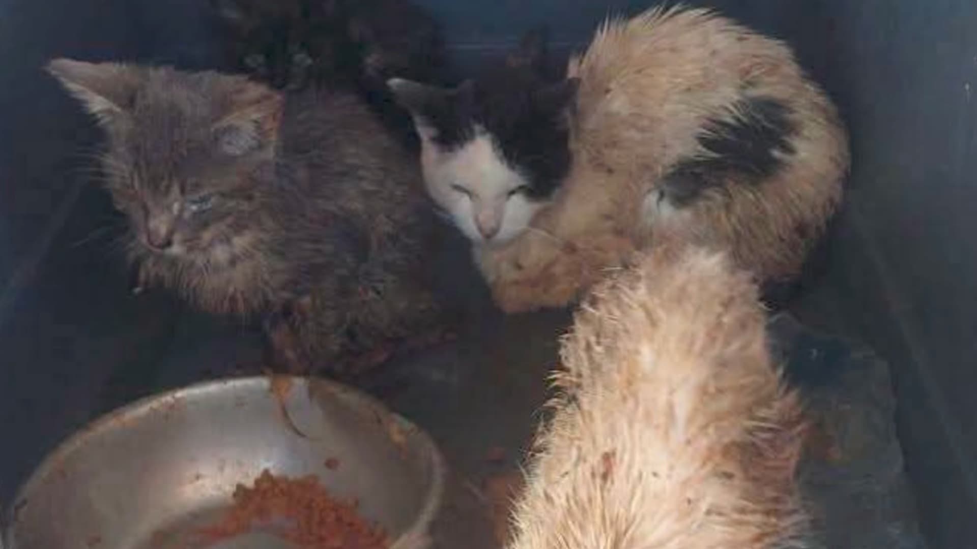 Gatos sucios en perrera