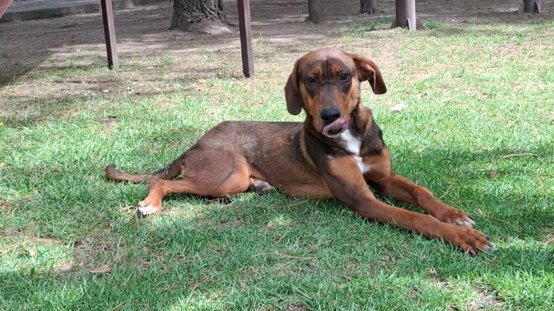 Rescatan a Dos Perros que Presuntamente Golpeaba su Dueño en la Ciudad de Puebla