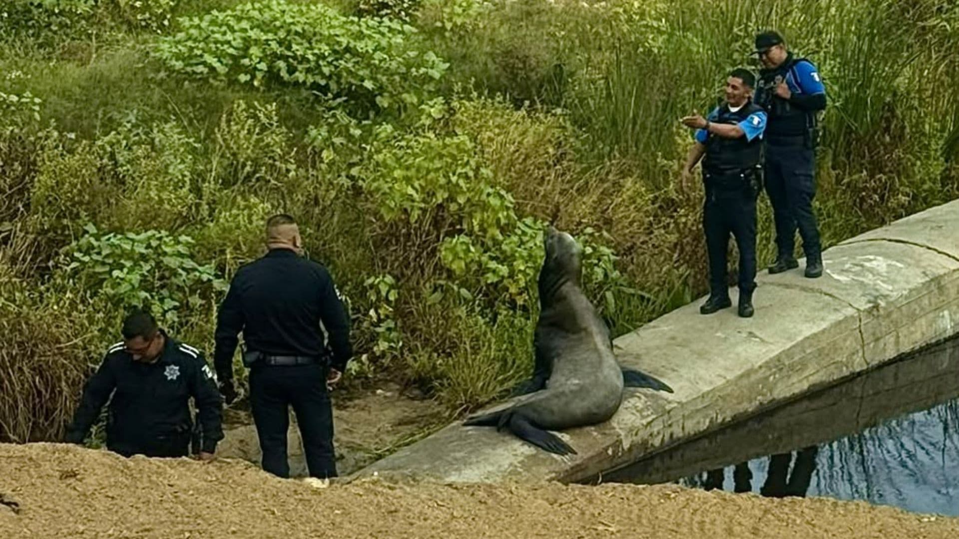 Localizan Ejemplar de Lobo Marino en el Cauce del Arroyo Ensenada, BC