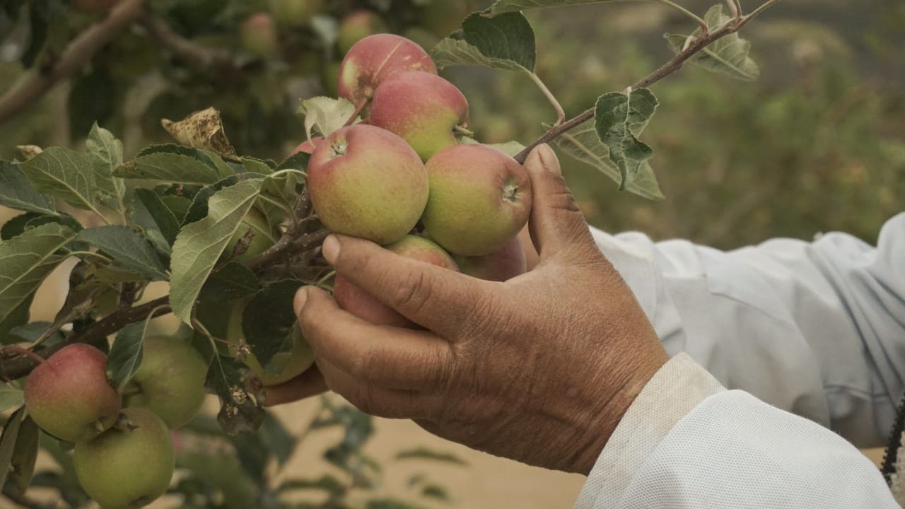 Manzana Panochera: Origen del Nombre y Por qué es Infaltable en los Chiles en Nogada