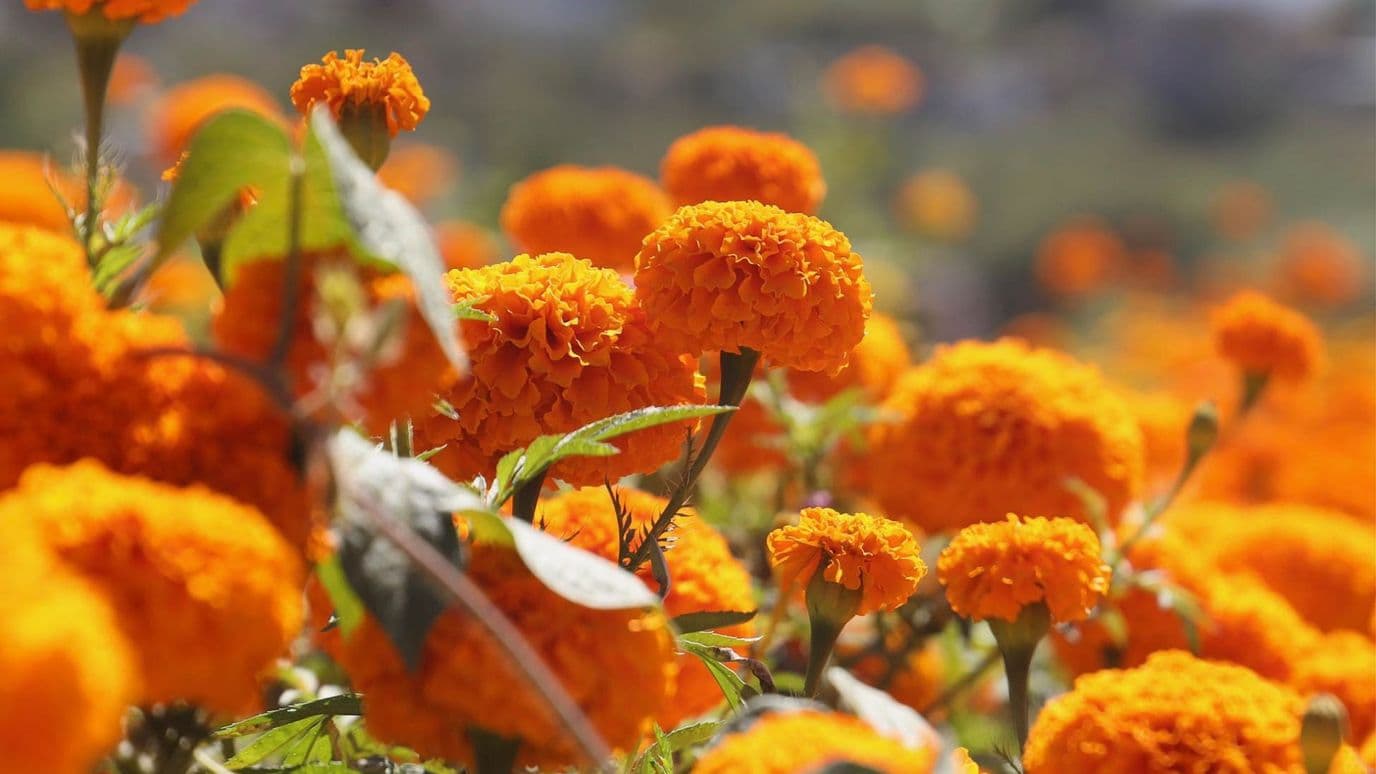 En la CDMX se producen toneladas de cempasúchil para Día de Muertos