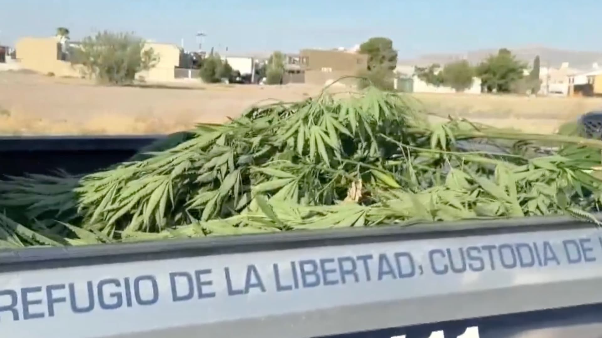 El primer hallazgo correspondió a una planta de aproximadamente dos metros de altura