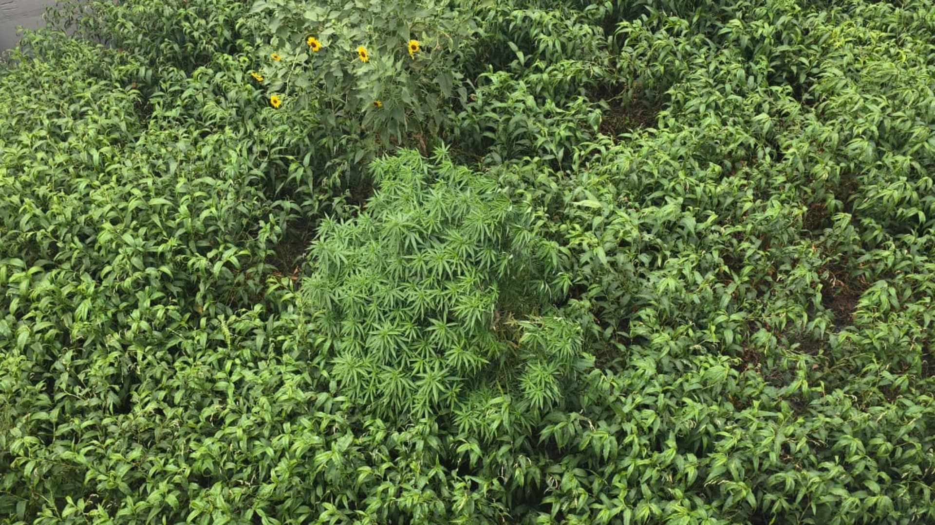 No es la primera vez que localizan esta planta en este espacio.