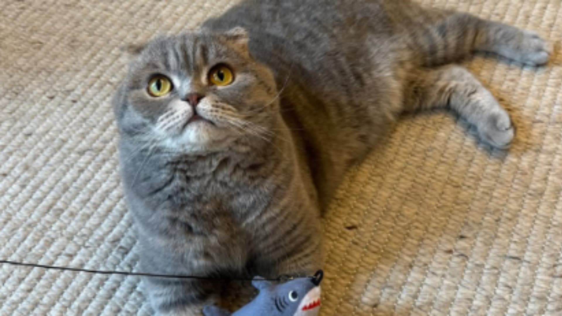 Maximus, el Gato del Primer Ministro de Bélgica que Acierta Resultados del Mundial