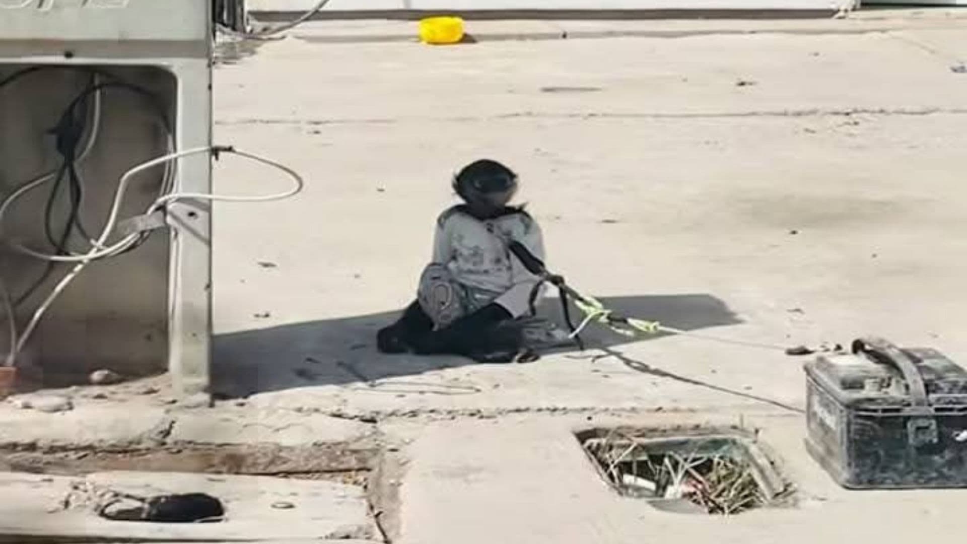 mono araña