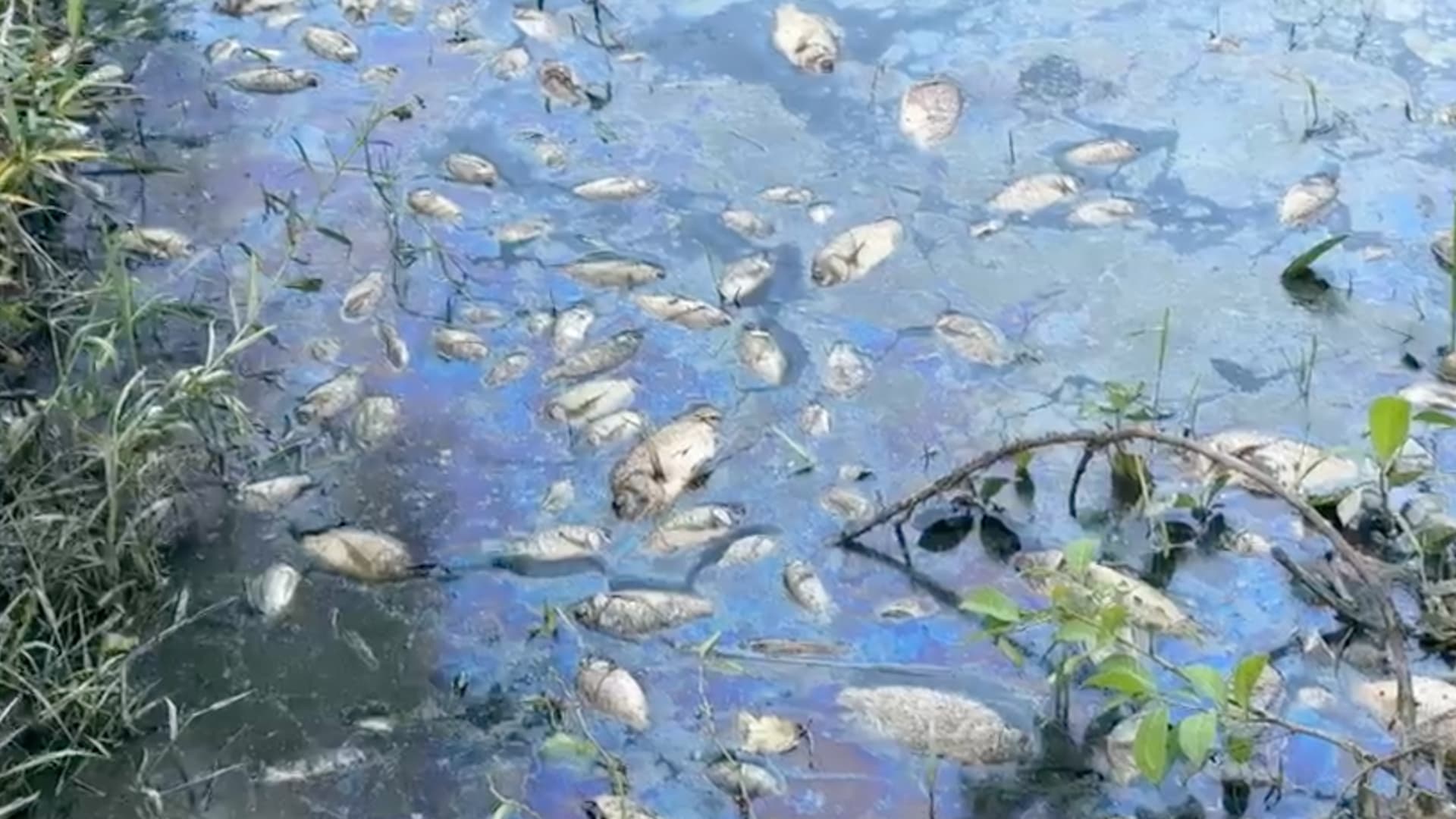 Reportan Mortandad de Peces por Presunta Contaminación en la Cuenca del Papaloapan, Veracruz