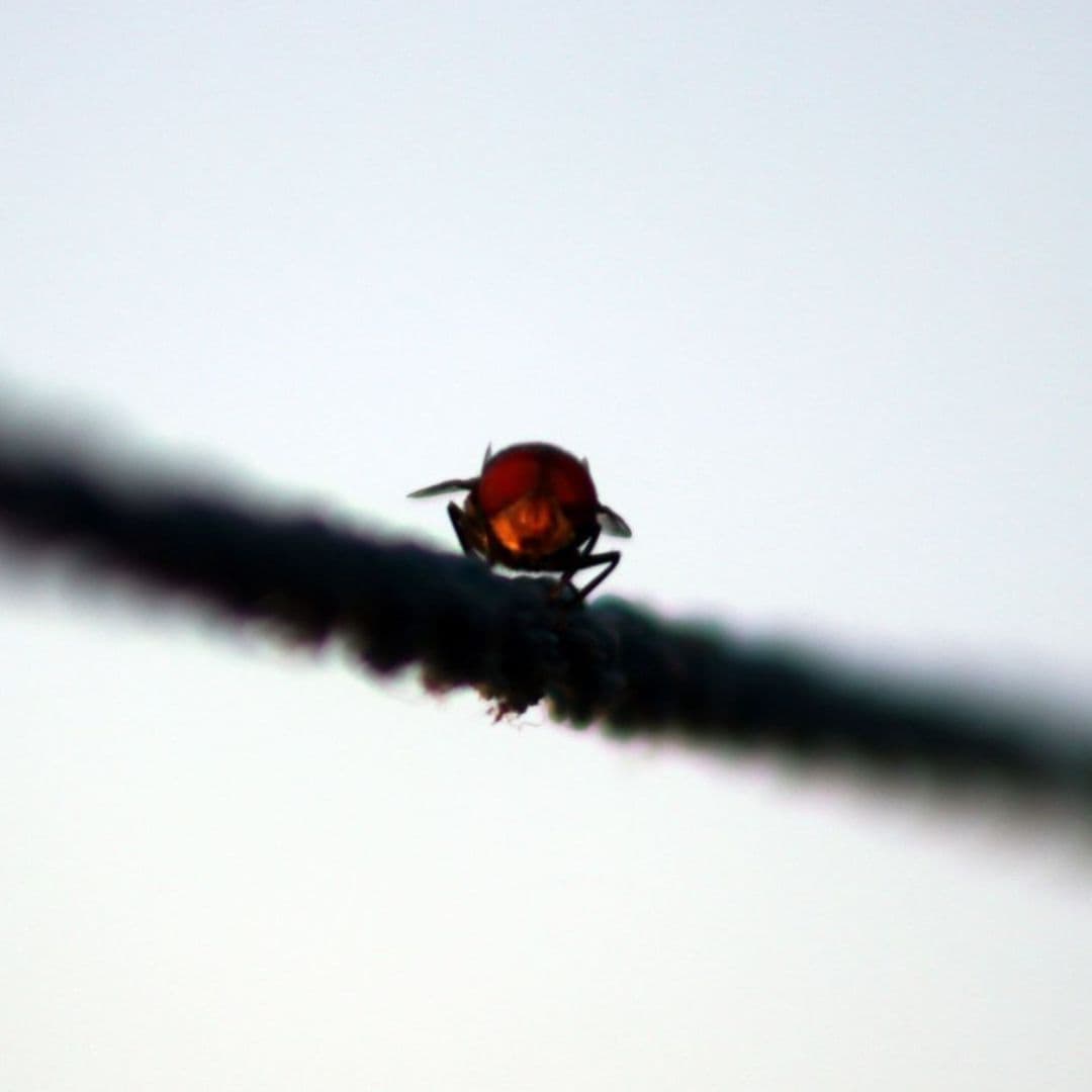 Mosca posada sobre un tendedero.