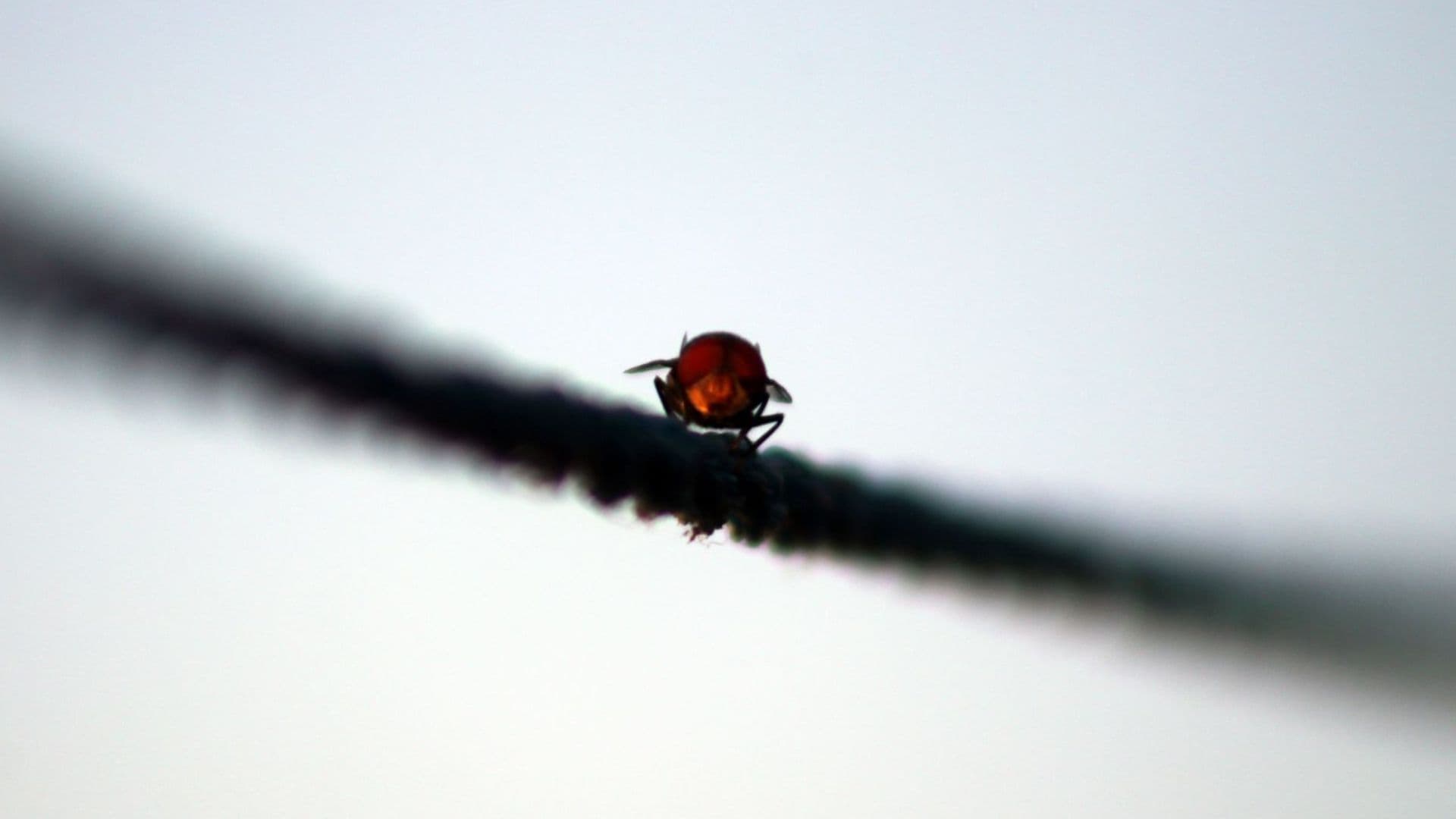 Mosca posada sobre un tendedero.