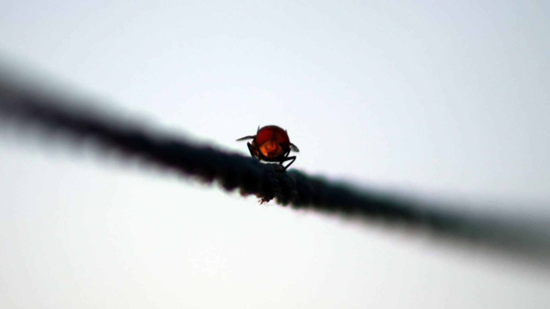 Mosca posada sobre un tendedero.