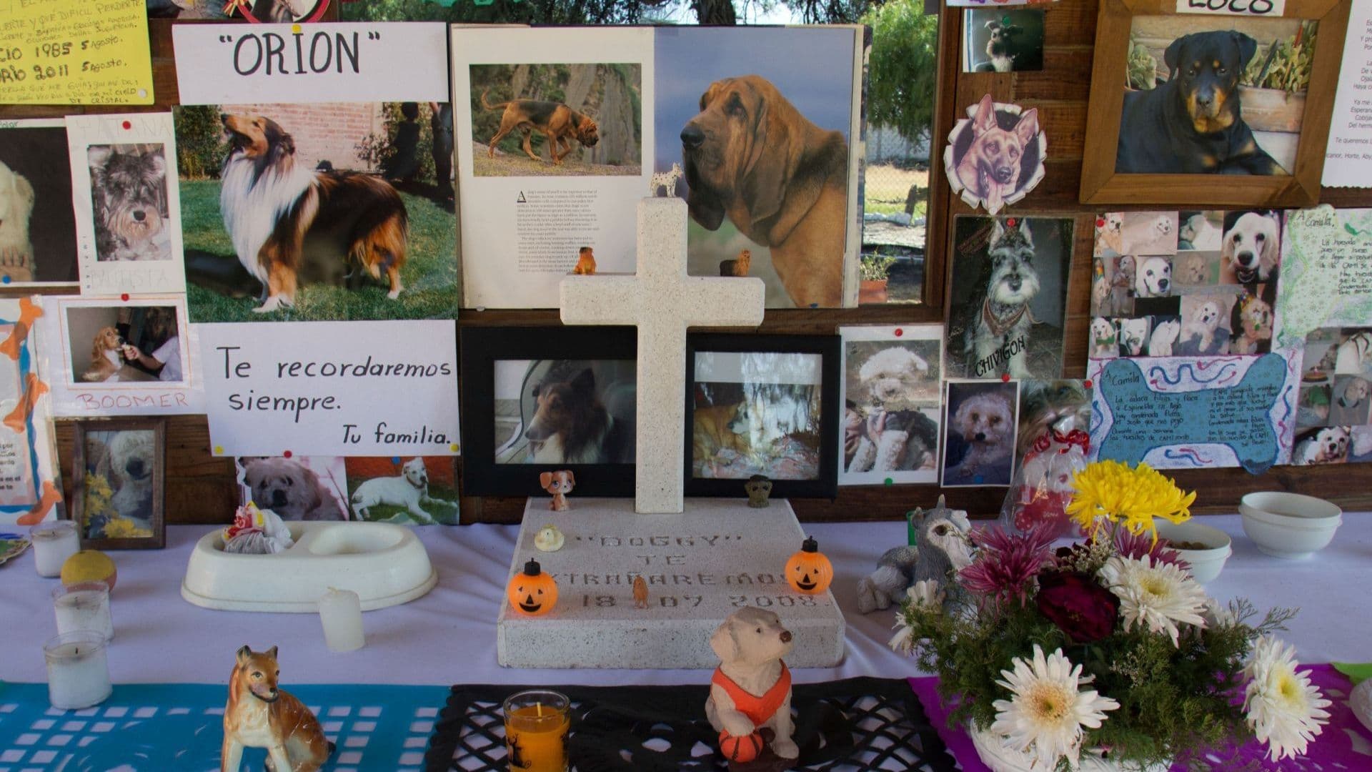 Buscan Asueto con Goce de Sueldo por Muerte de Mascotas ¿Dónde y Cuándo?