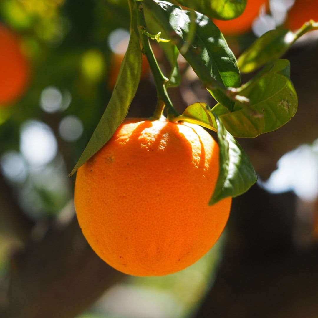 Se Intoxican Cinco Niños por Comer Naranjas en Campeche