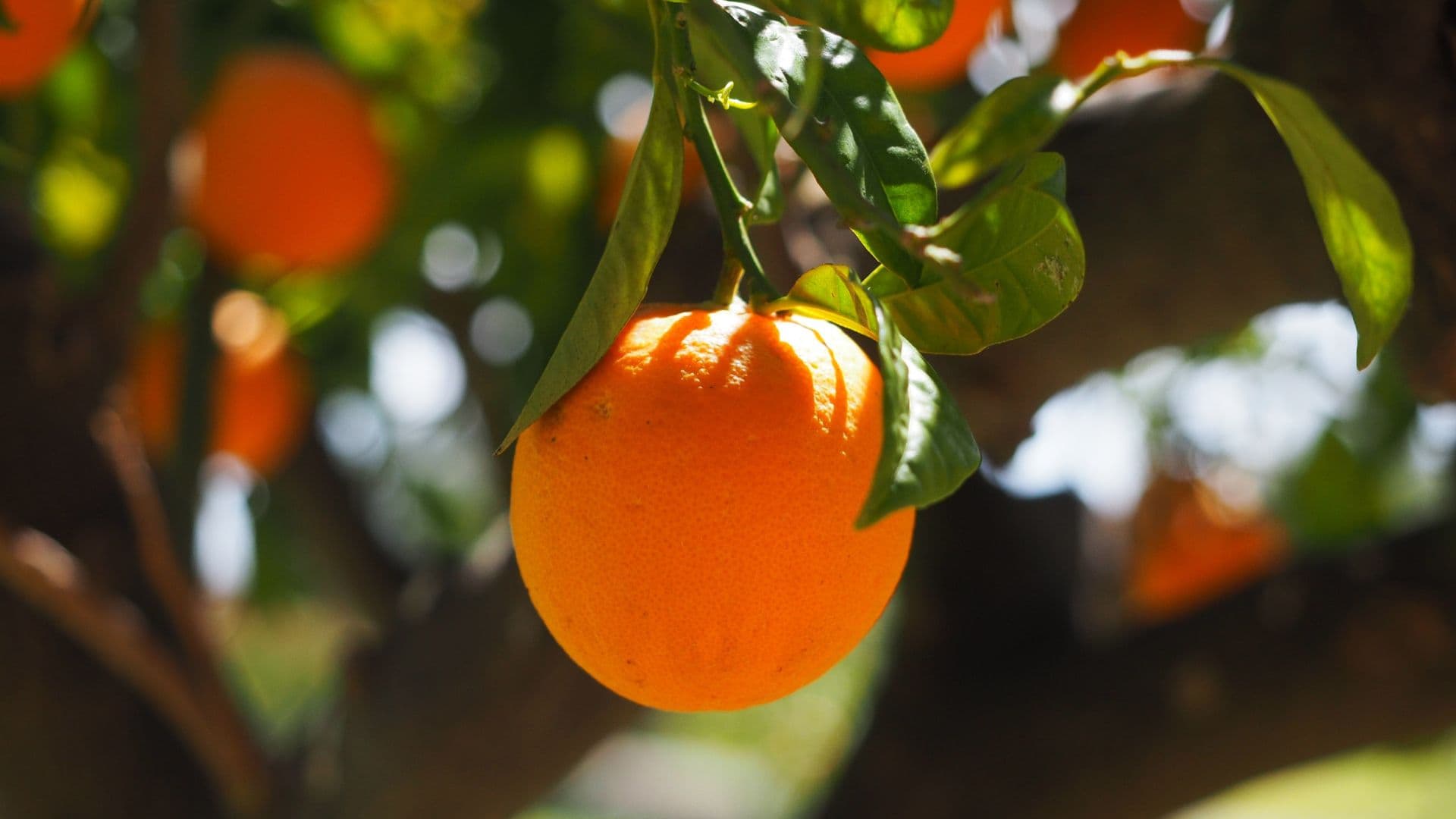 Árbol de naranjas.