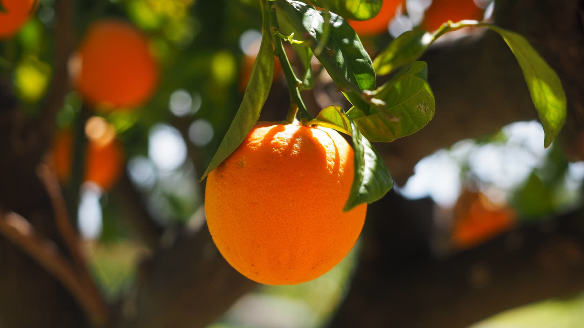 Se Intoxican Cinco Niños por Comer Naranjas en Campeche