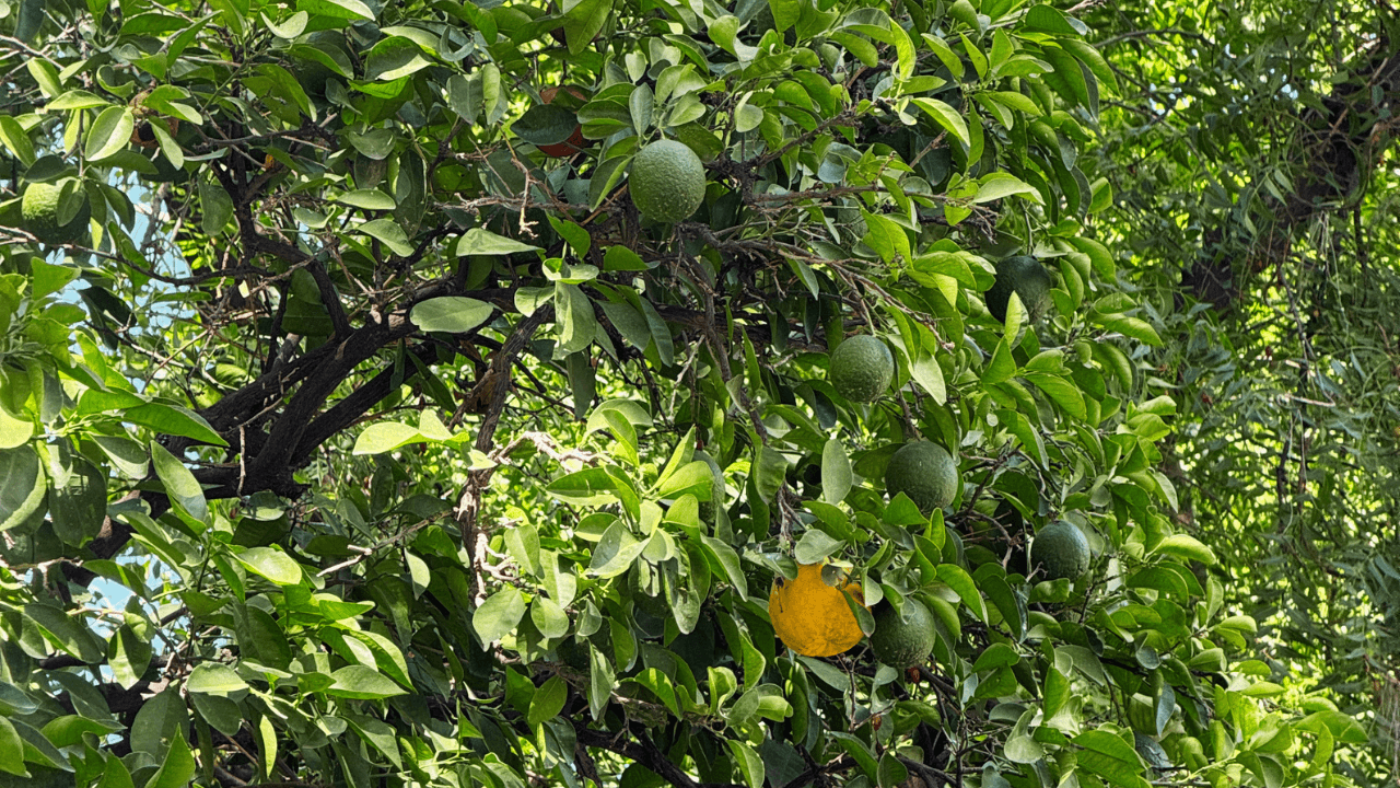 Por Esta Razón se Quitan las Naranjas Frente al Palacio Antes del Grito en Hermosillo