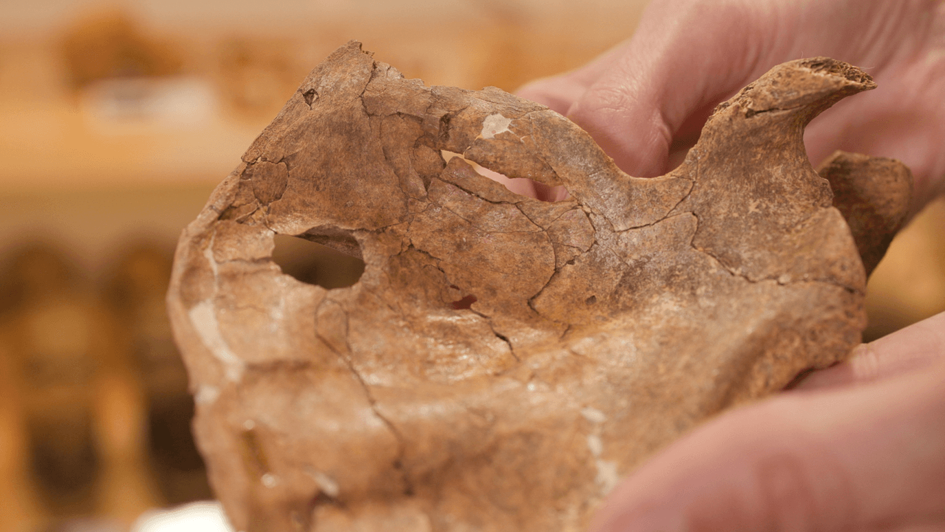 Hueso de neandertal atravesado por una lanza hace 75 mil años