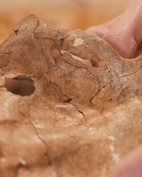 Hueso de neandertal atravesado por una lanza hace 75 mil años