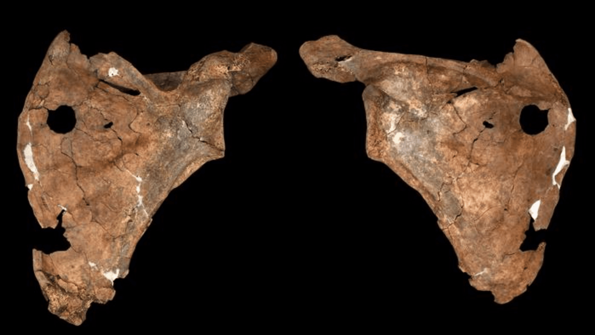 Hueso de neandertal atravesado por una lanza