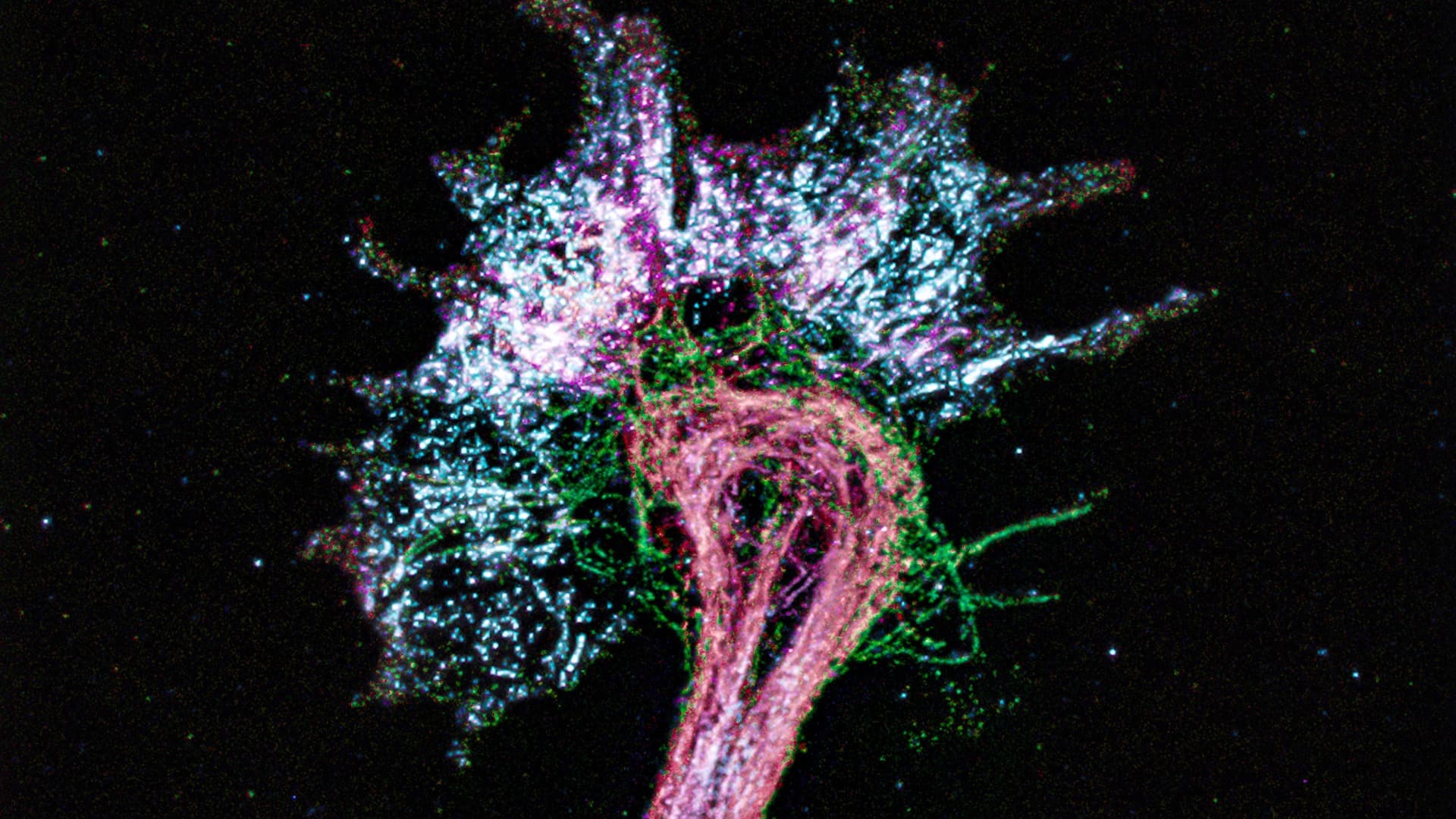 Neurona bajo el microscopio