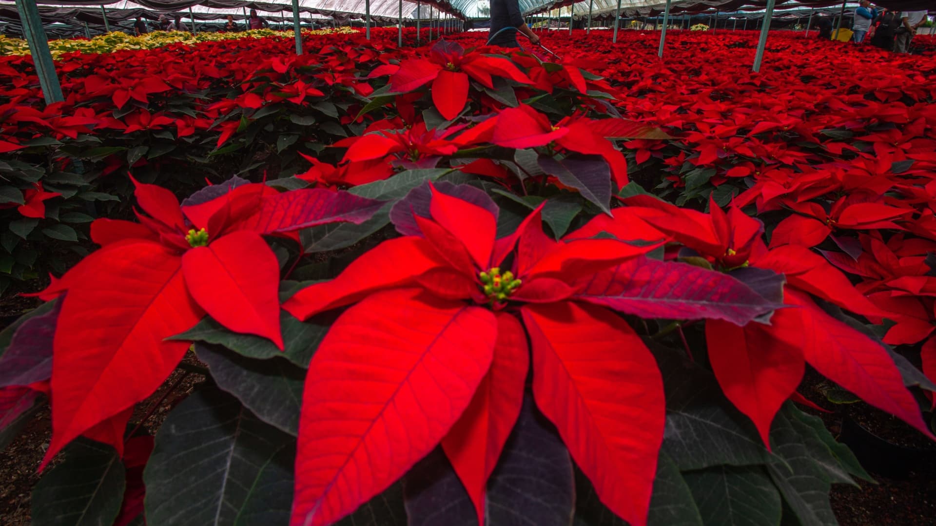 Puebla es uno de los principales productores de nochebuena.