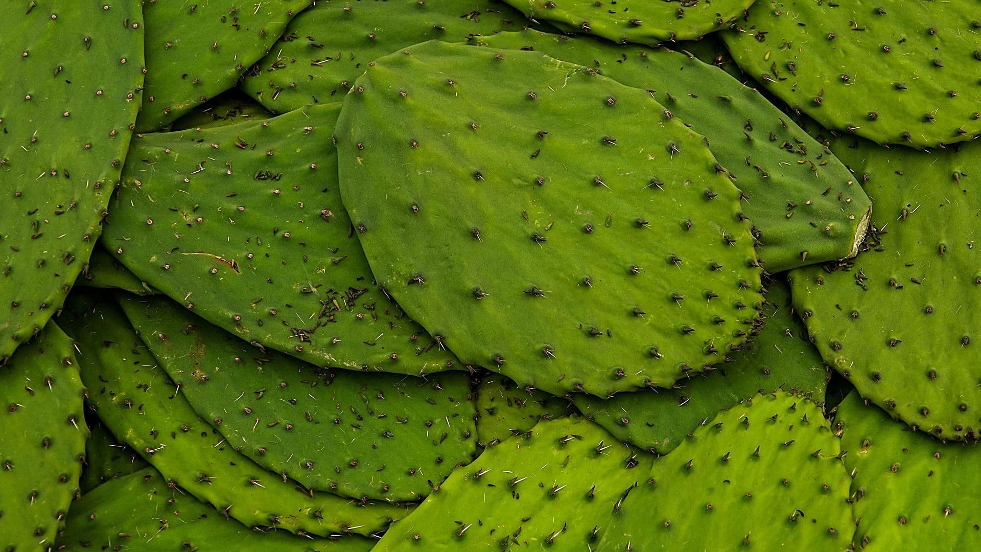 Nopales con espinas en la Feria del Nopal en el Monumento a la Revolución en junio 2025. Foto: Cuartoscuro