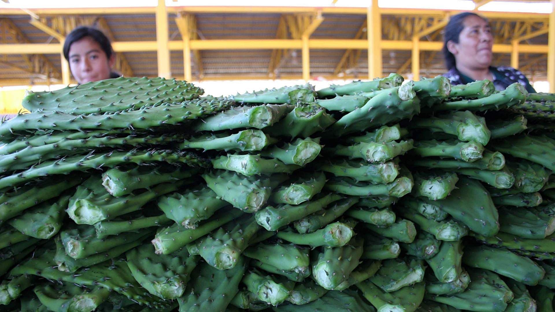 Muestra gastronómica del nopal en Milpa Alta en noviembre 2009. Foto: Cuartoscuro | Archivo