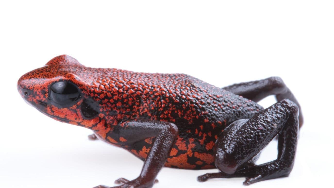 Nueva especie rana
