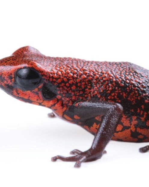 Nueva especie rana