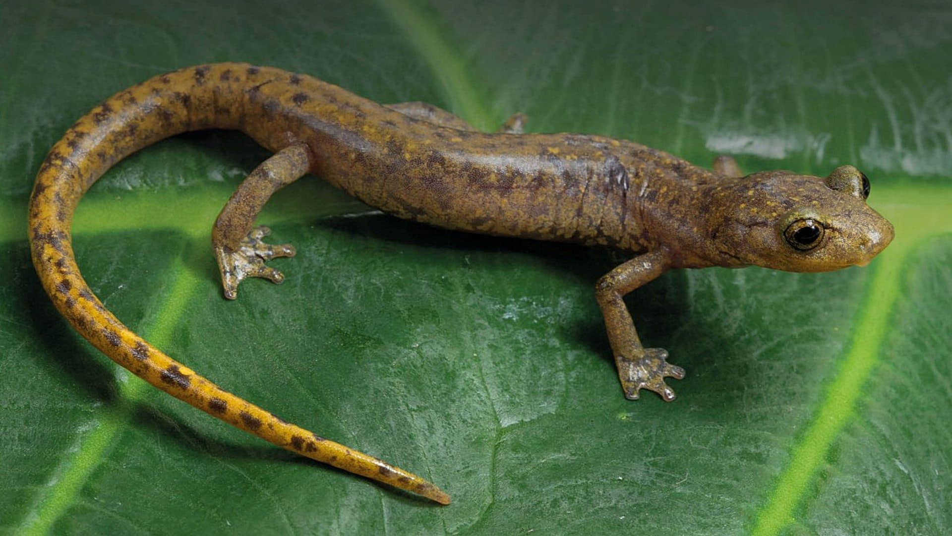 Nueva especie de salamandra descubierta en México