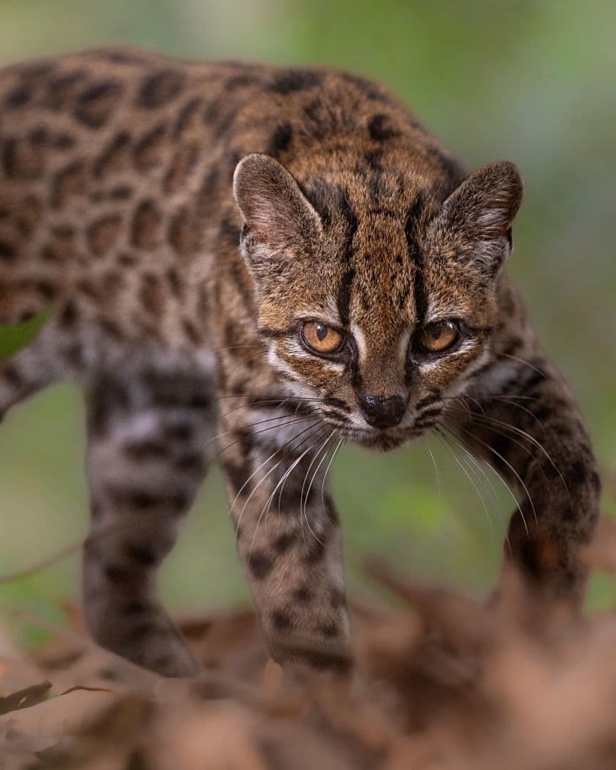 Un ejemplar de ‘Leopardus tilcayo’ en el refugio de animales Senda Verde, Bolivia, el 1 de septiembre de 2026. Foto: Reuters