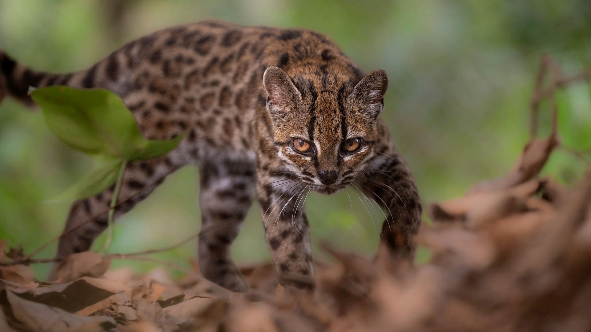 Un ejemplar de ‘Leopardus tilcayo’ en el refugio de animales Senda Verde, Bolivia, el 1 de septiembre de 2026. Foto: Reuters