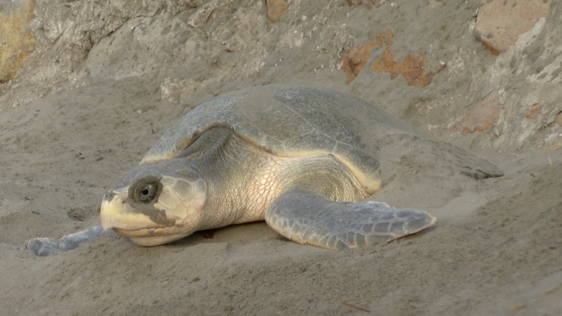 Comienza la Temporada de Anidación de Tortugas; Se Reportan Arribos en Playas de Veracruz