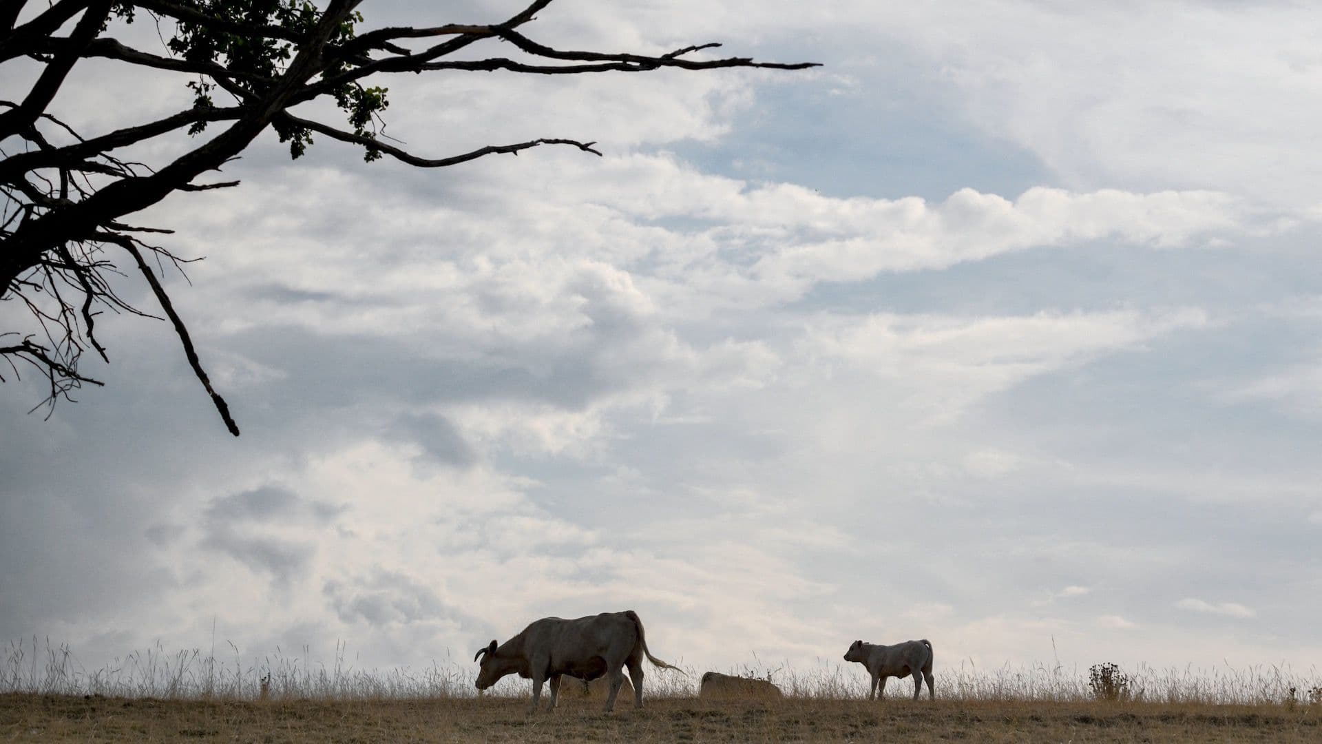 Vacas en un campo seco en Francia
