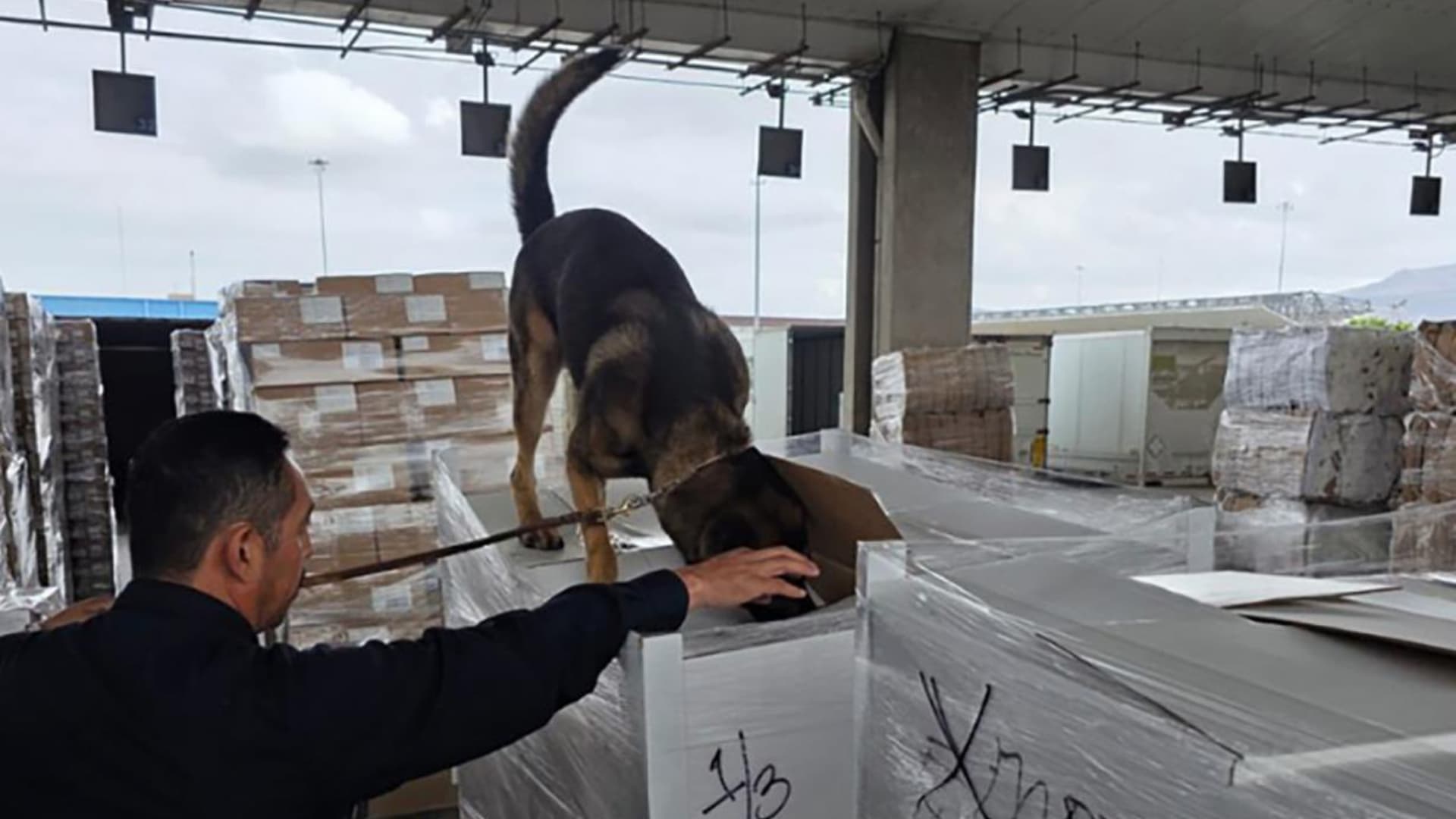 Apoyo de binomios caninos en el aseguramiento de sustancias en la Aduana de Tijuana.