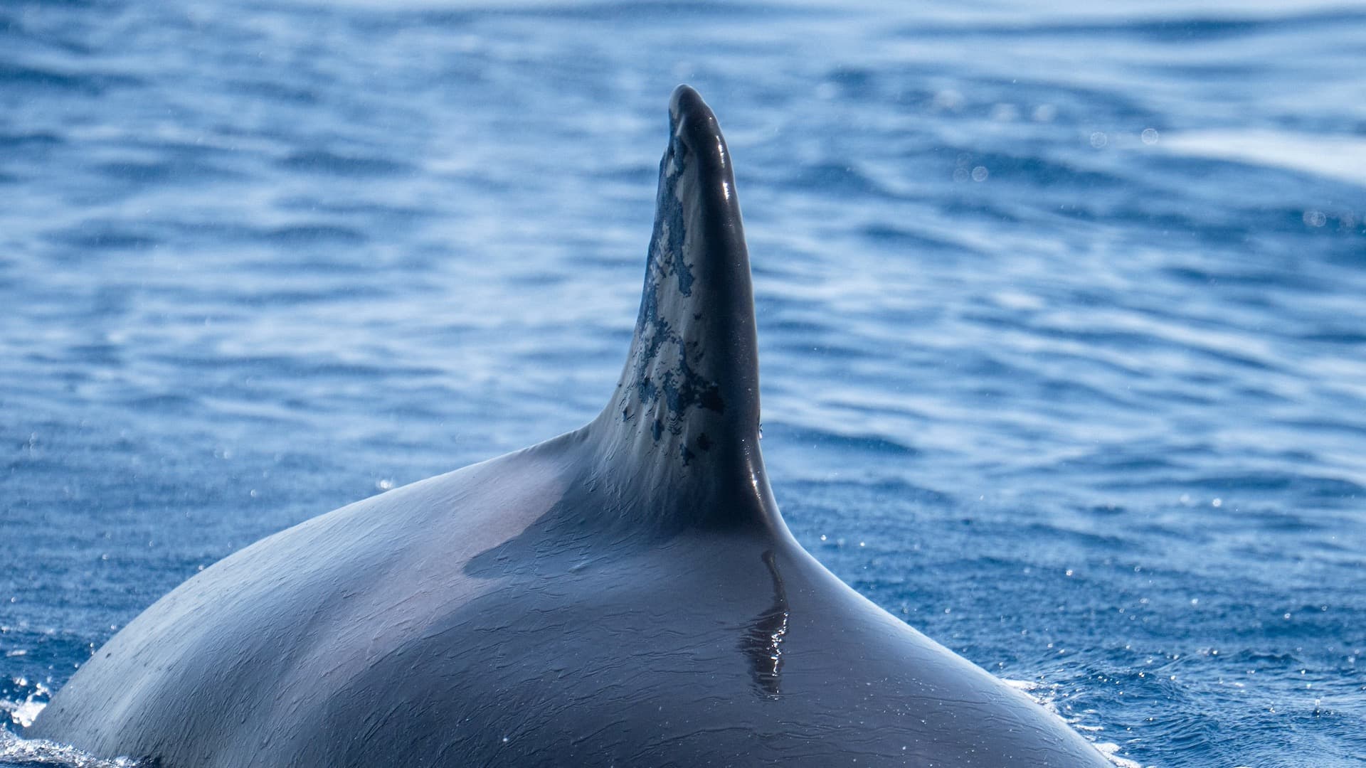 Toñi, orca de las gladis