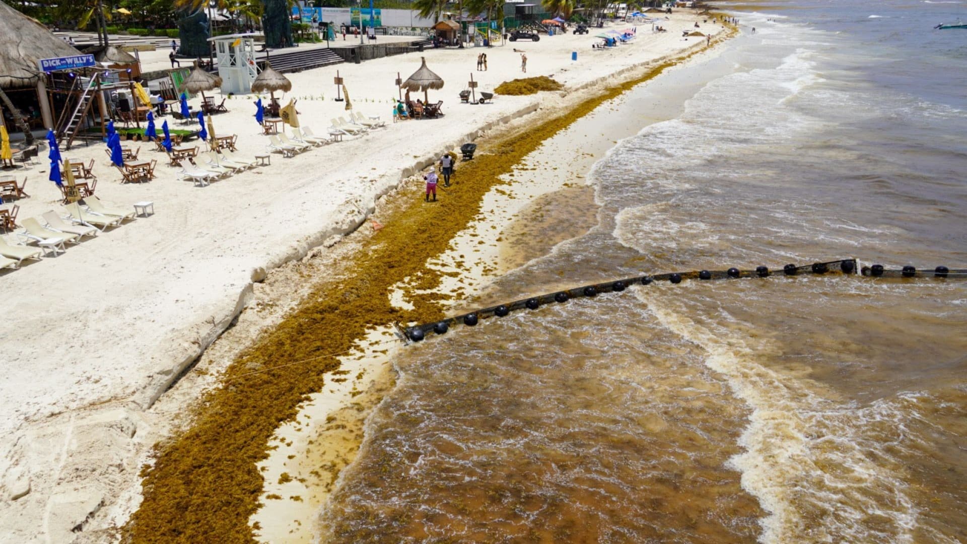 Arribo masivo de sargazo en Playa del Camen, Quintana Roo
