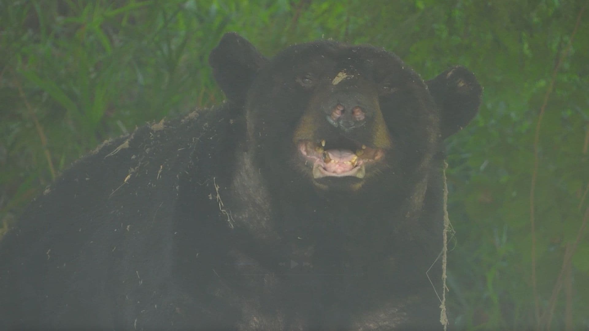 Atienden a Oso 'Charmin' tras ser Atropellado en Monterrey, NL