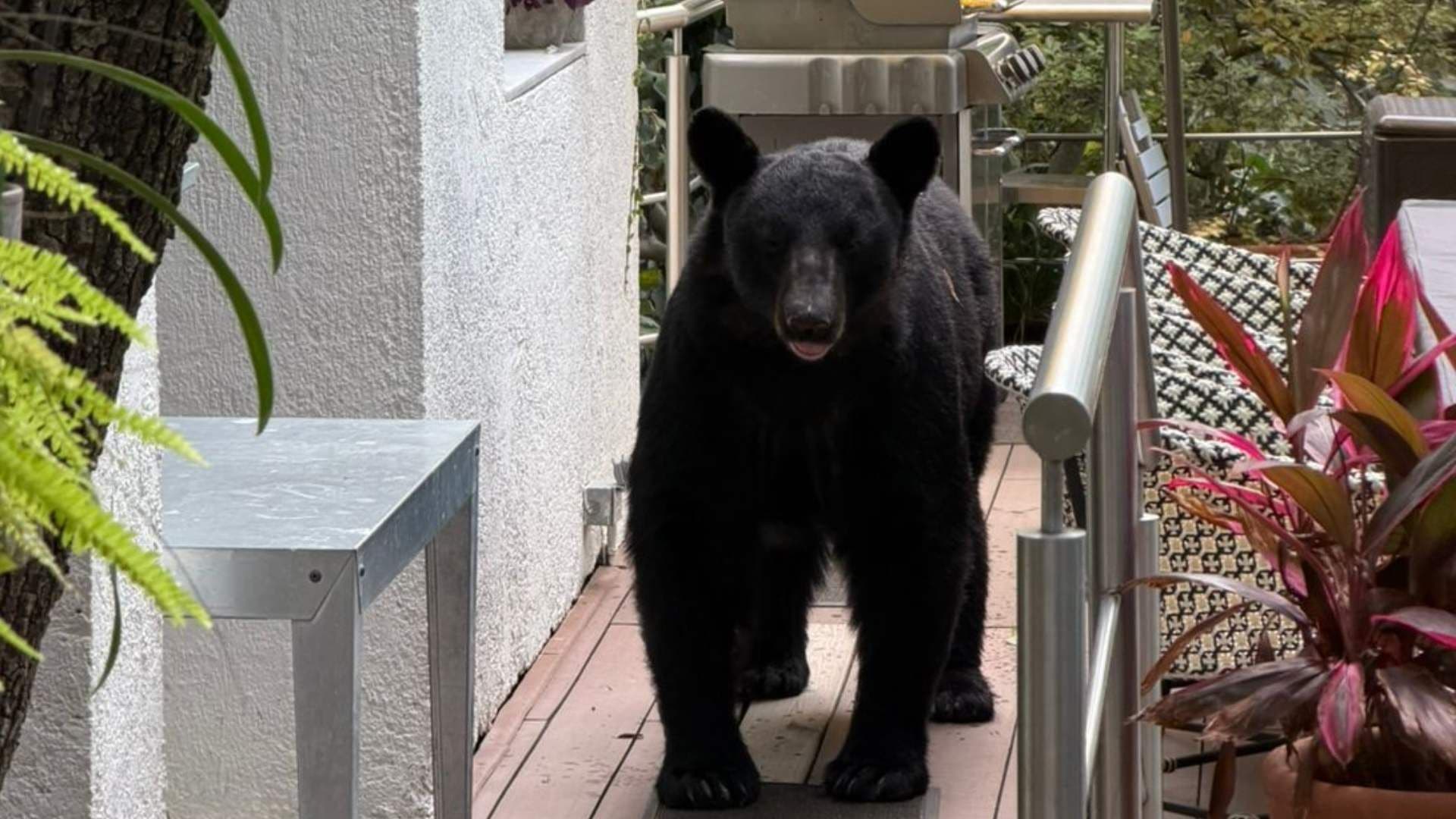 Oso ataca a hombre en su casa