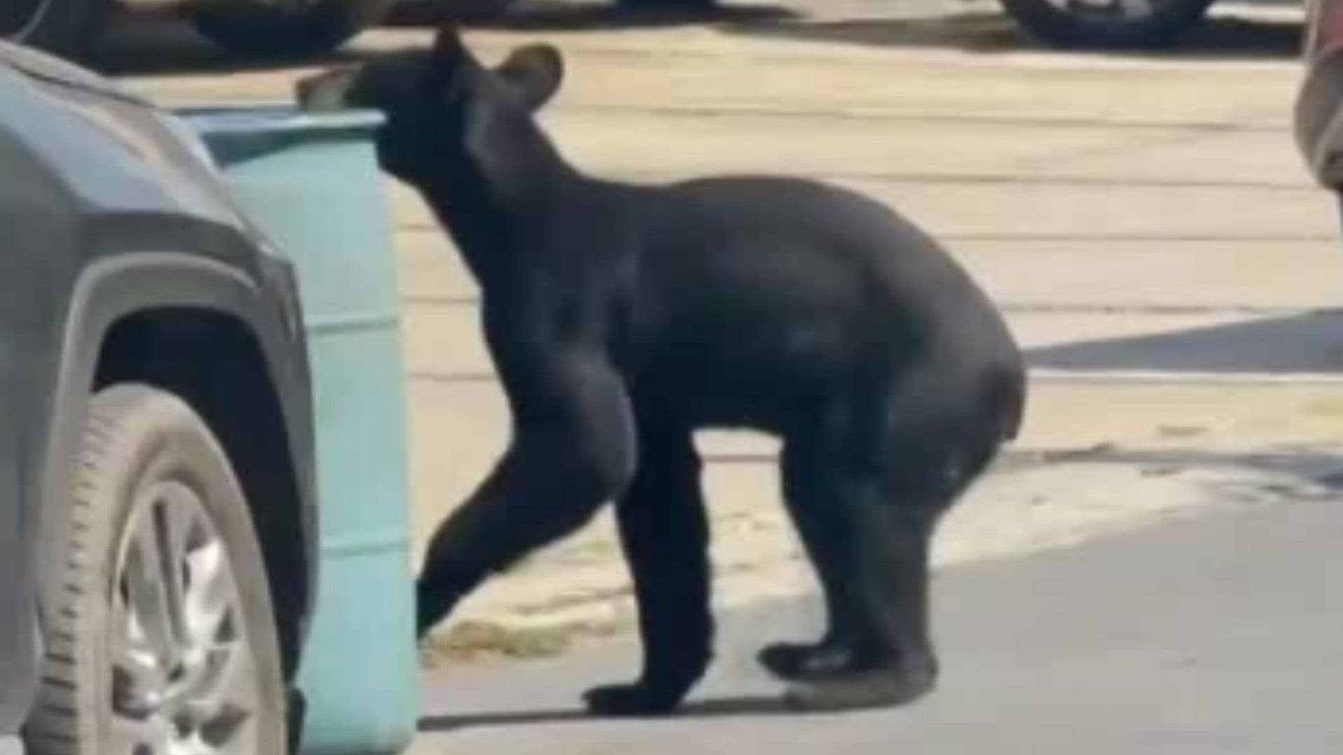 oso busca comida en botes de basura